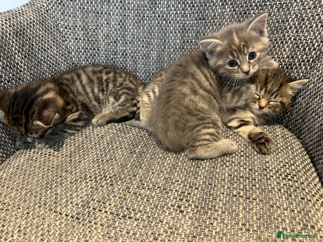 British Longhair cats for sale: Beautiful kittens by our stunning British longhair - Image 14