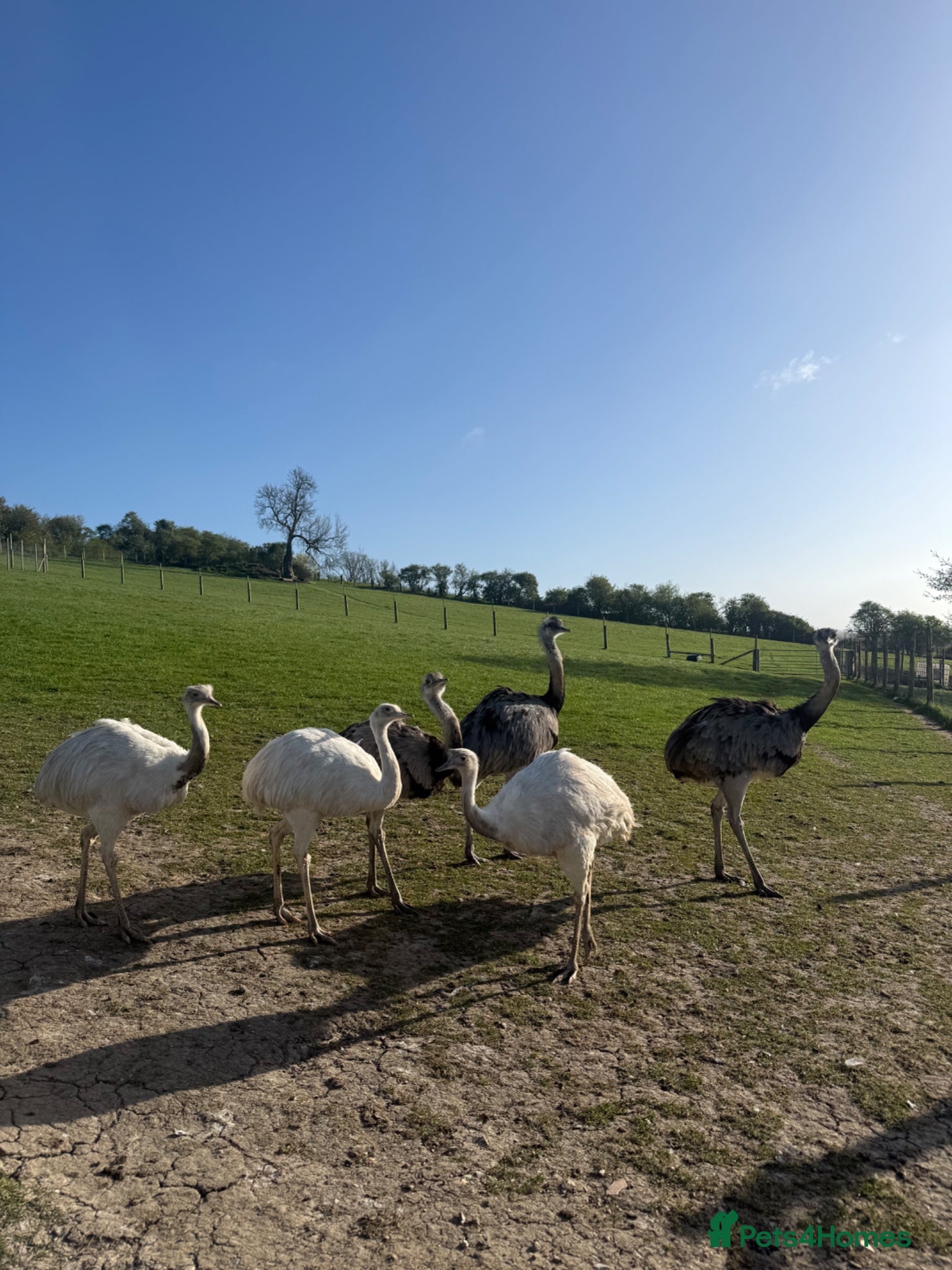 Emus poultry White & Grey Rhea Fertile Hatching Eggs - Advert 1