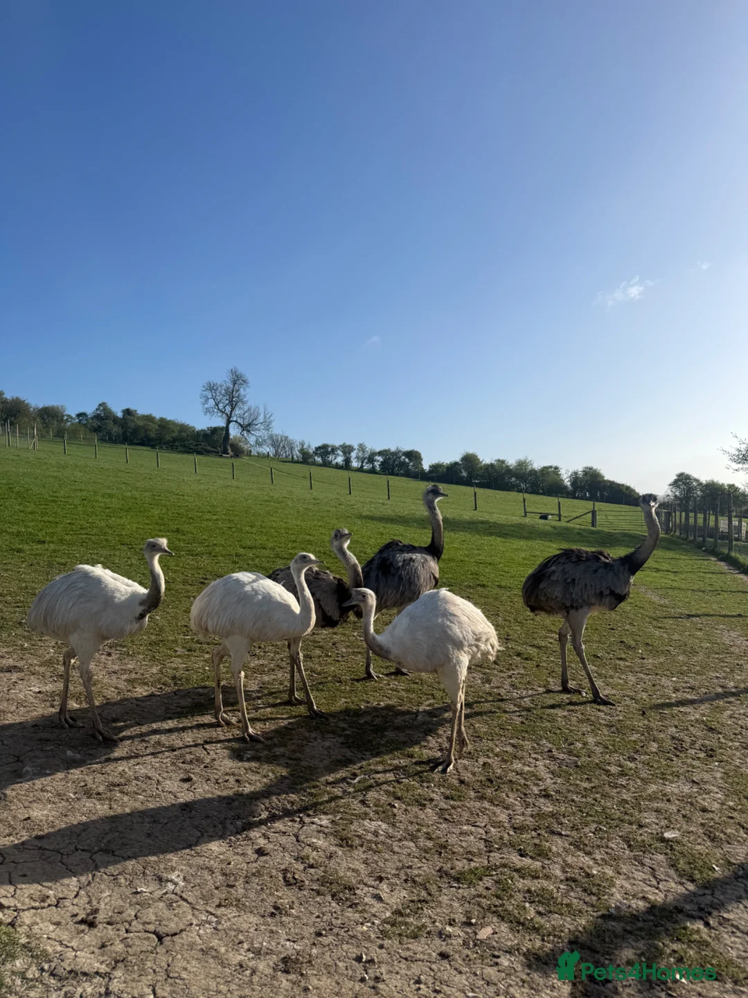 Emus poultry for sale: White & Grey Rhea Fertile Hatching Eggs in Leighton Buzzard - Advert 1