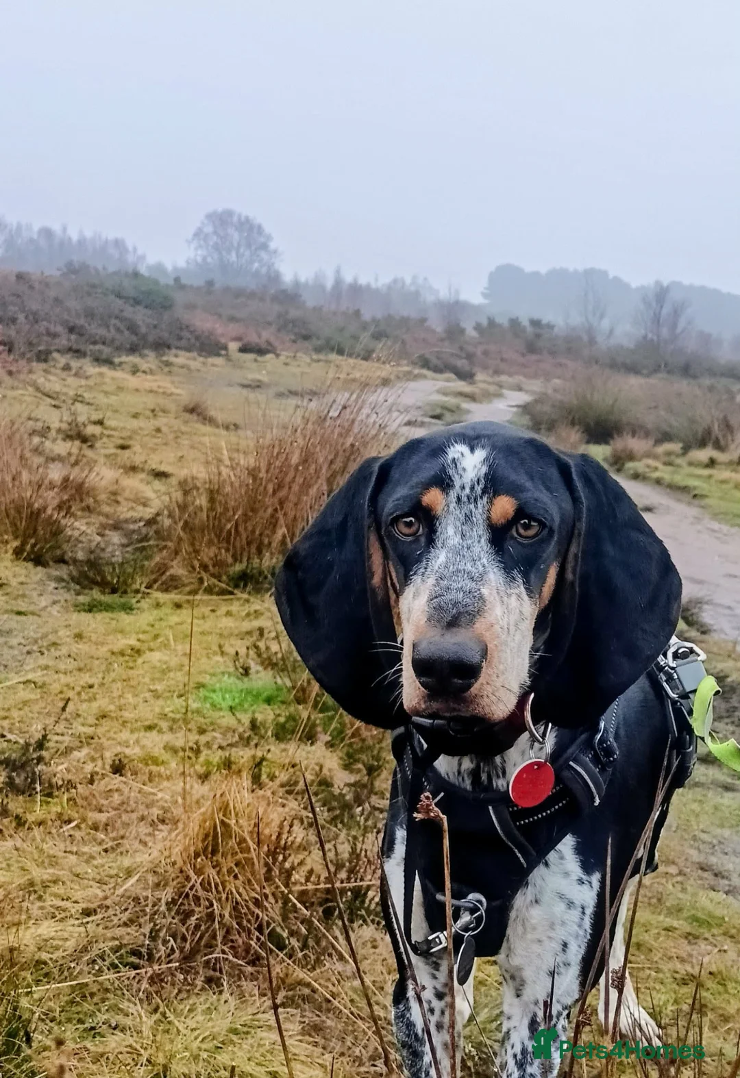 Mixed Breed dogs for adoption: Rocky Bluetick Coonhound  - Advert 6