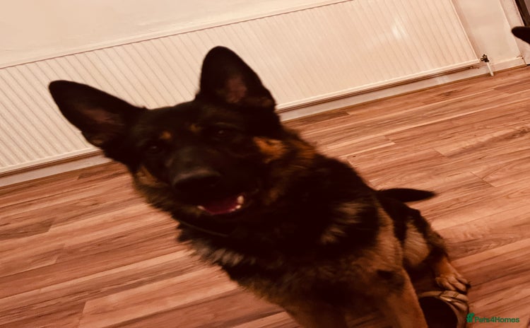 German Shepherd dogs - Advert 2