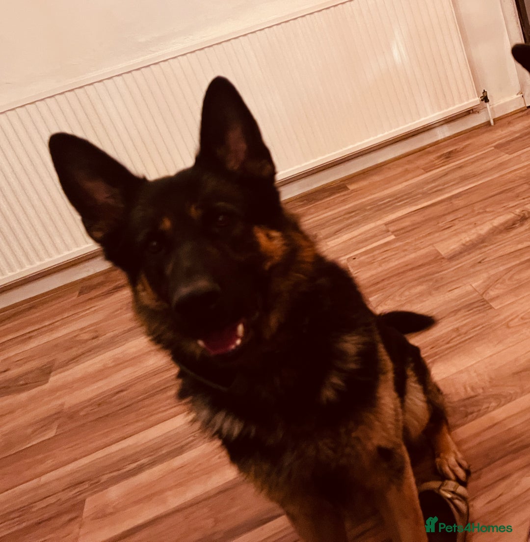 German Shepherd dogs for sale: Beautiful Lovely Boy Looking For A Better Fit - Image 1