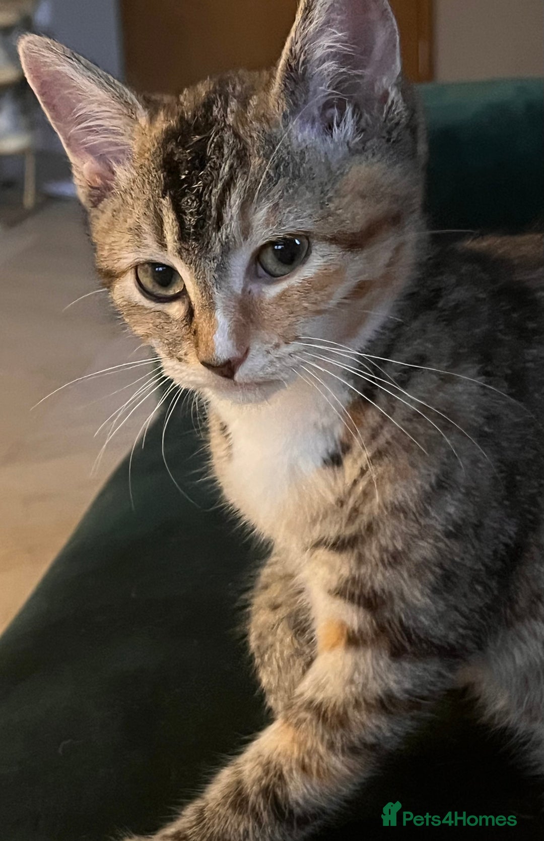 Mixed Breed cats for sale: Adorable Kittens Looking for Their Forever Homes - Image 6