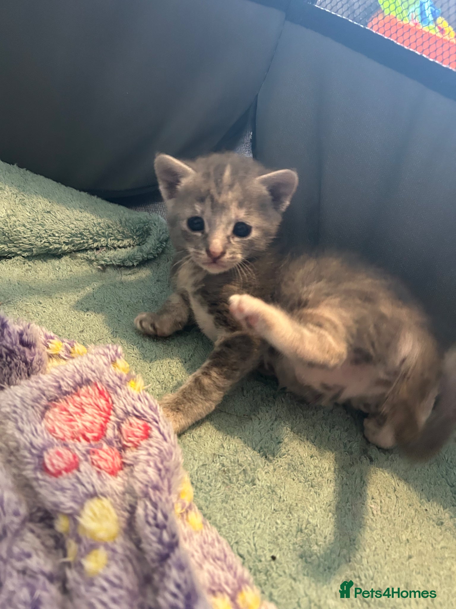 Mixed Breed cats for sale: Gorgeous female grey tabby! - Advert 4