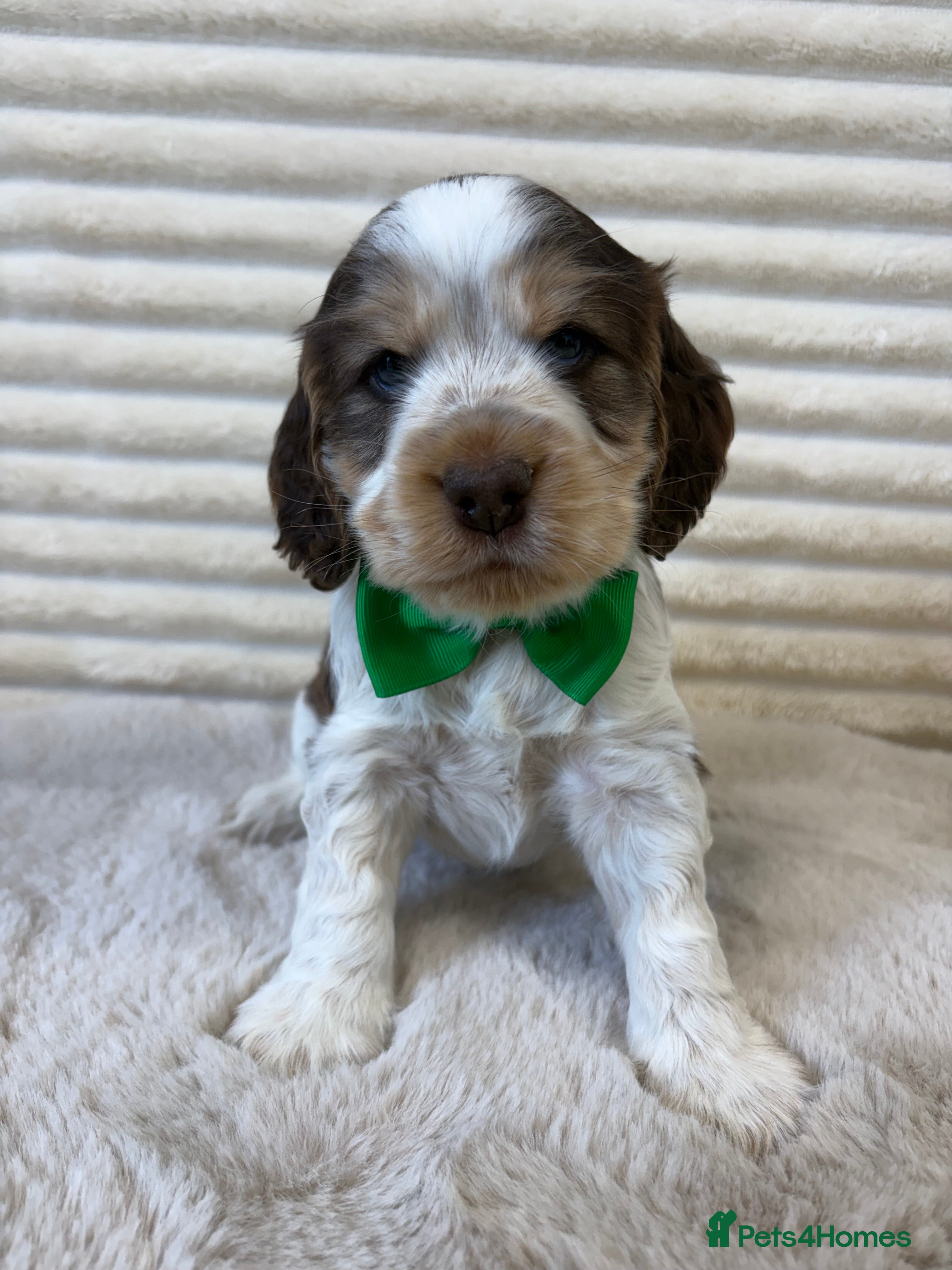 Cocker Spaniel dogs Exceptional, health tested, KC Reg Cocker Spaniels - Advert 17