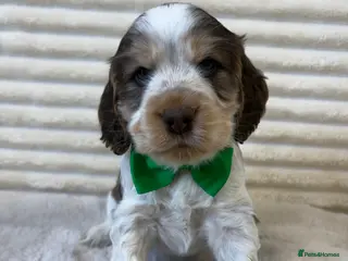 Cocker Spaniel dogs Exceptional, health tested, KC Reg Cocker Spaniels - Advert 17