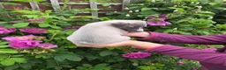 Whippet dogs for sale: KC Whippet Puppies - Advert 4