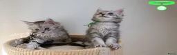 Maine Coon cats for sale: Stunning Maine Coon Kittens - Advert 16