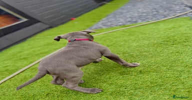 Staffordshire Bull Terrier dogs - Advert 9