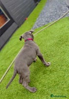 Staffordshire Bull Terrier dogs - Advert 9