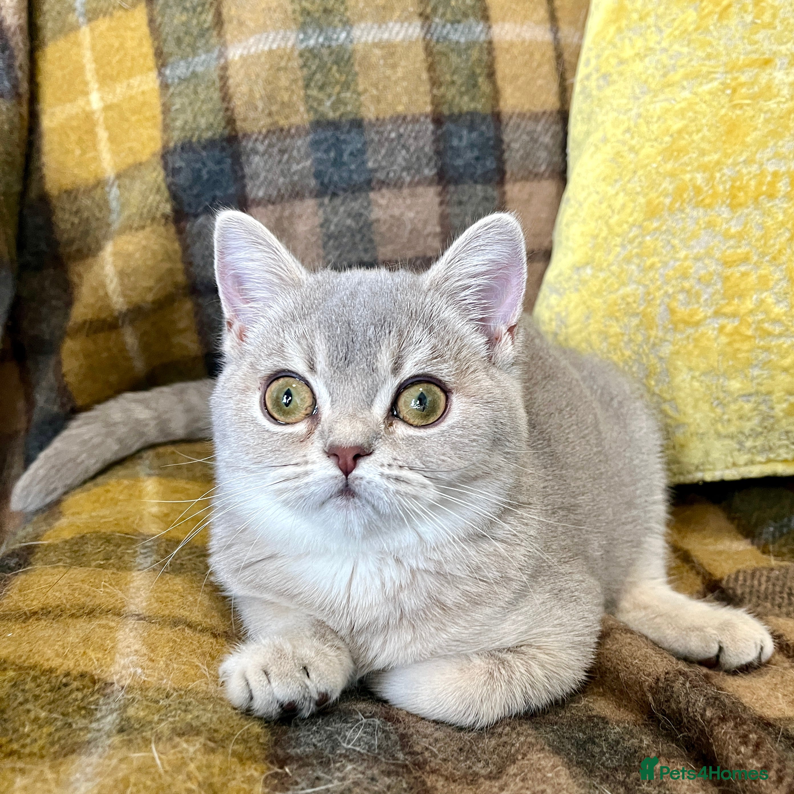 British Shorthair cats Blue Golden British Shorthair Female - Advert 14