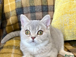 British Shorthair cats Blue Golden British Shorthair Female - Advert 13