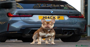 French Bulldog dogs - Advert 4