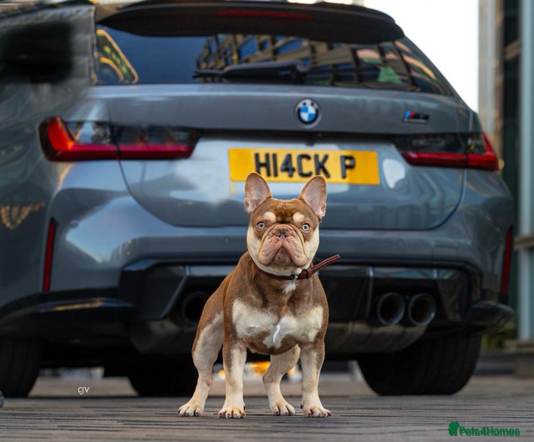 French Bulldog dogs for sale: 1 female available  READY TO LEAVE,   - Image 8