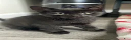 Mixed Breed cats for sale: Very beautiful kitten  in Chester - Advert 6