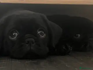 Pug dogs REDUCED Fluffy teddy bear pugs KC Reg - Advert 2