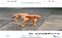 Labrador Retriever dogs for sale: TOP BRED LABRADOR PUPS - Image 2