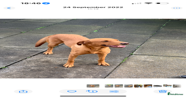Labrador Retriever dogs - Advert 12