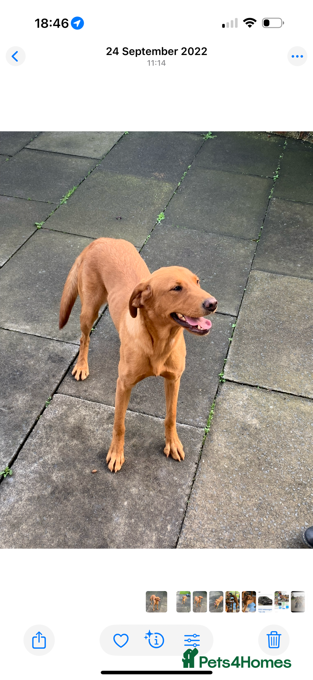 Labrador Retriever dogs for sale: TOP BRED LABRADOR PUPS - Image 2