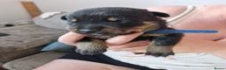 Mixed Breed dogs for sale: 9 gorgeous staffy cross rottweiler puppies  - Advert 5