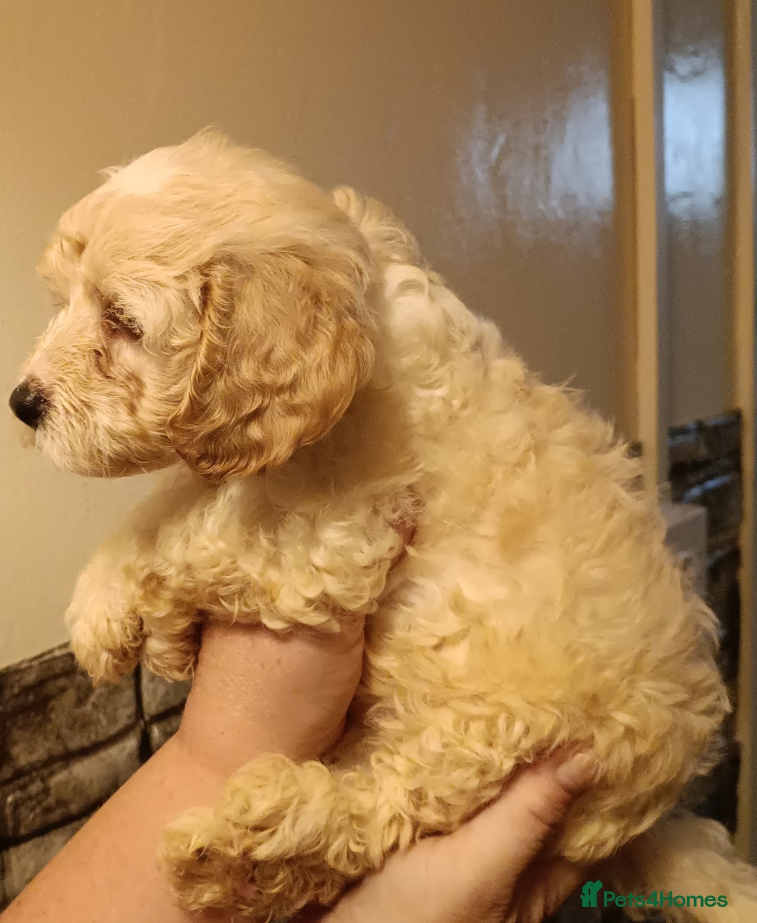 Maltipoo dogs for sale: Gorgeous apricot shade teddy bear MALTIPOO puppies - Image 21