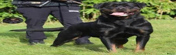 Rottweiler dogs for sale: Outstanding Rottweiler Litter Of 6 Beautiful Boys - Advert 13
