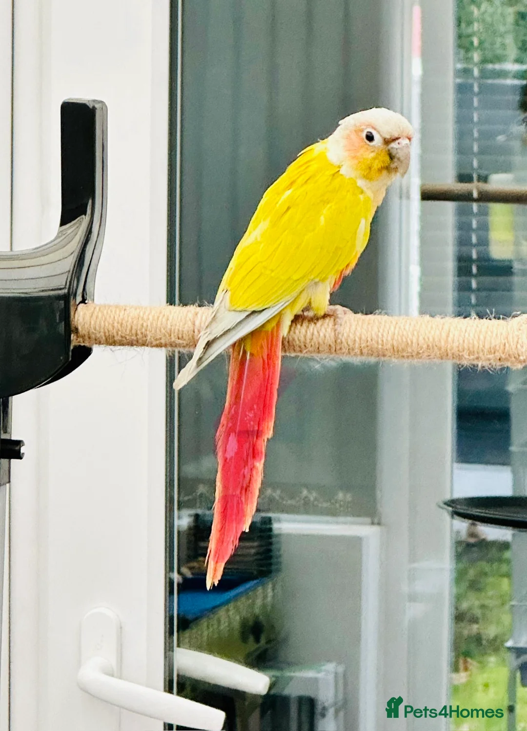 Conures birds for sale: RARE Colours Conures - Advert 9