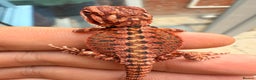 Bearded Dragon reptiles for sale: Red Monster x Spanish Red baby Bearded Dragons - Advert 8