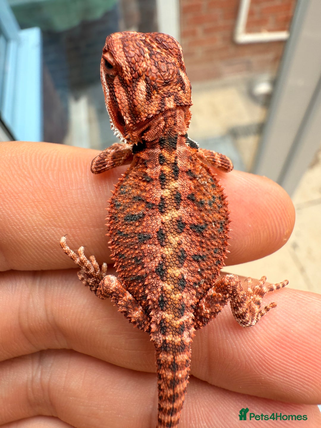 Bearded Dragon reptiles for sale: Red Monster x Spanish Red baby Bearded Dragons - Image 8