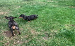 Miniature Dachshund dogs for sale: Dachshund puppies ready now - Image 3