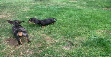 Miniature Dachshund dogs - Advert 2