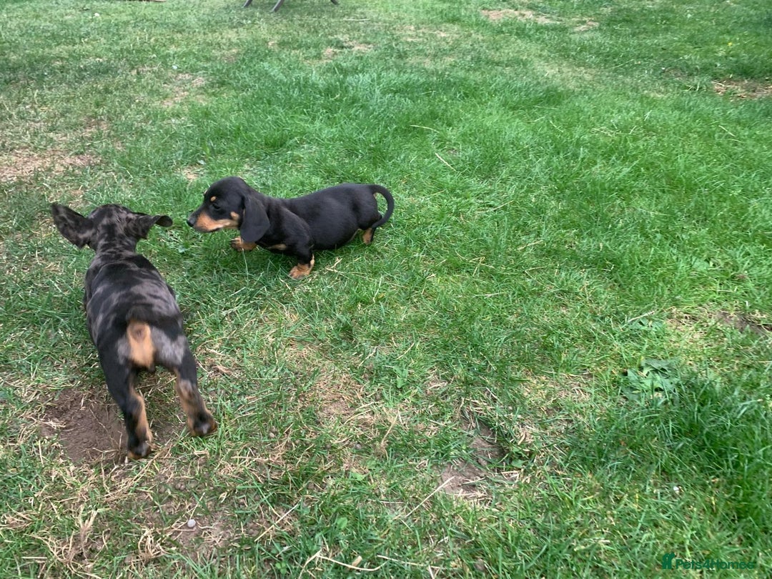 Miniature Dachshund dogs for sale: Dachshund puppies ready now - Image 3