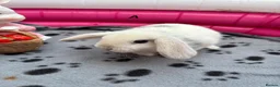 Mini Lop rabbits for sale: 🐰 Beautiful Mini Lop Baby Bunnies –Ready to go 🐰 - Advert 29
