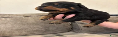 Rottweiler 6
