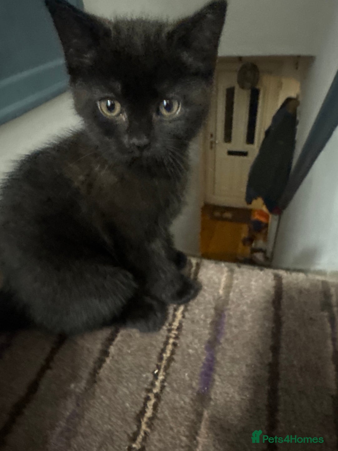 Domestic Shorthair cats for sale: kittens for sale - Image 3