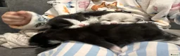 Ragdoll cats for sale: Stunning 3/4 Ragdolls Kittens - Advert 10