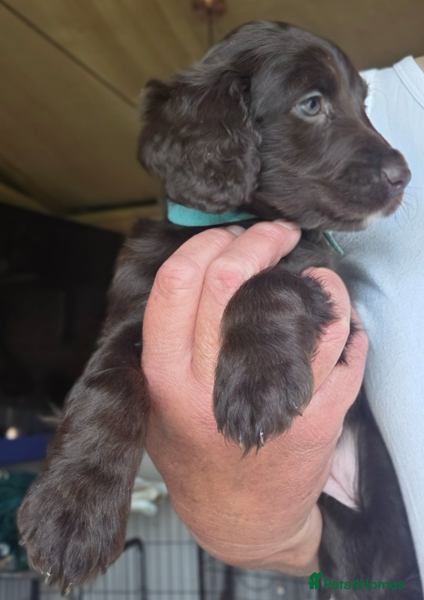 Cockapoo dogs Cockerpoo puppies F1 stunning mixed litter  - Advert 7