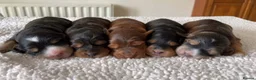 Miniature Poodle dogs for stud: Stunning Sable F1 Cockapoo DNA tested 100% success in Cannock - Advert 16