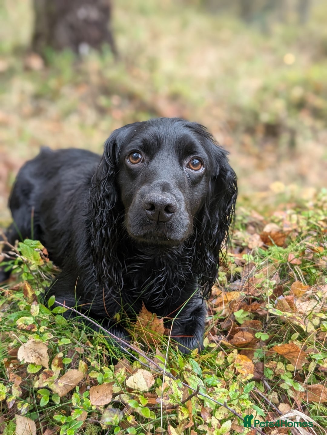 Cocker Spaniel dogs for stud: Working Cocker STUD DOG - Advert 3