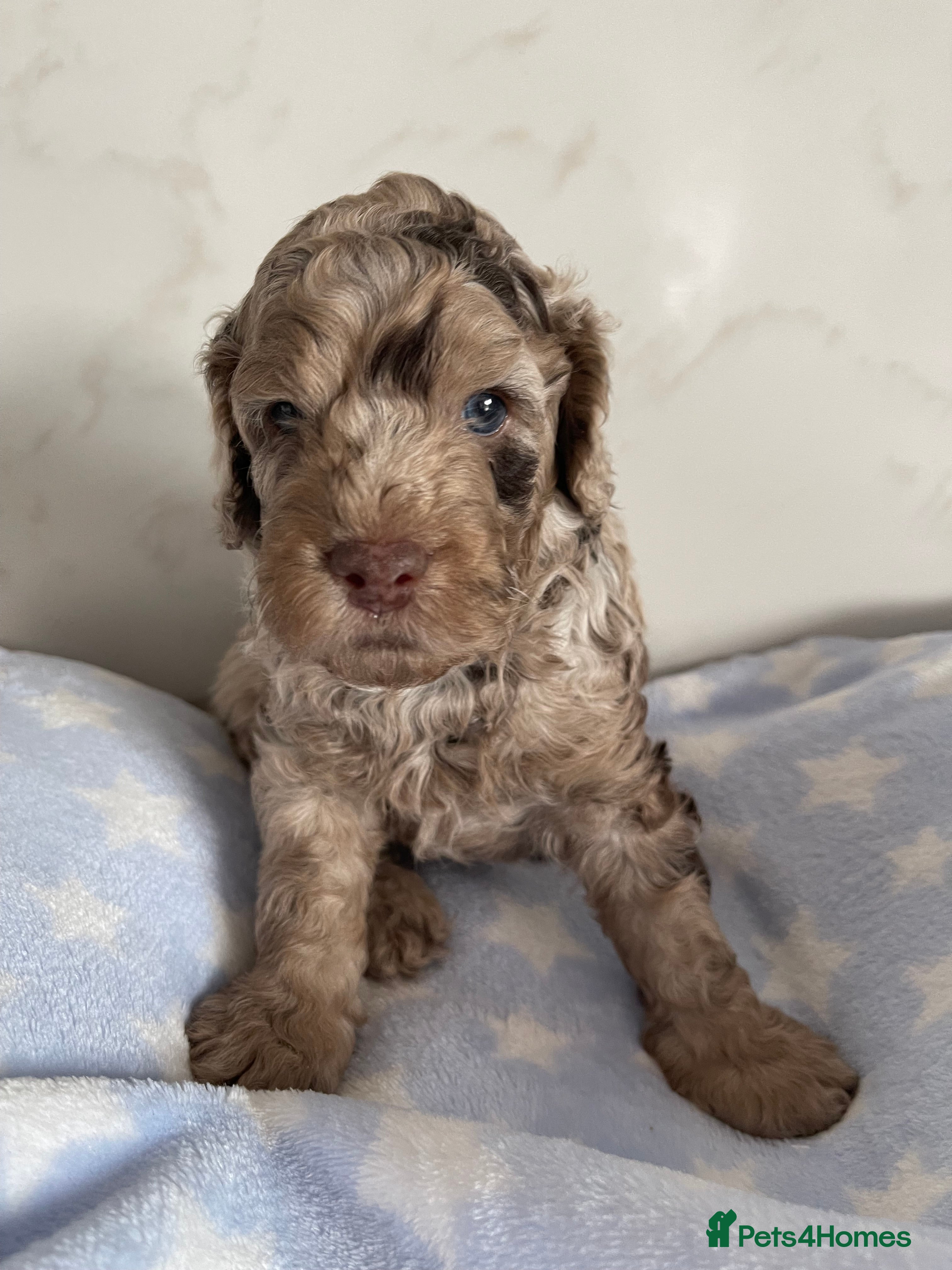 Cockapoo dogs Fully DNA tested cockapoo puppies (1girl/1boy) - Advert 2