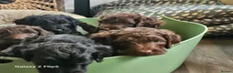 Sproodle dogs for sale: Stunning Sproodles puppys for sale - Advert 17