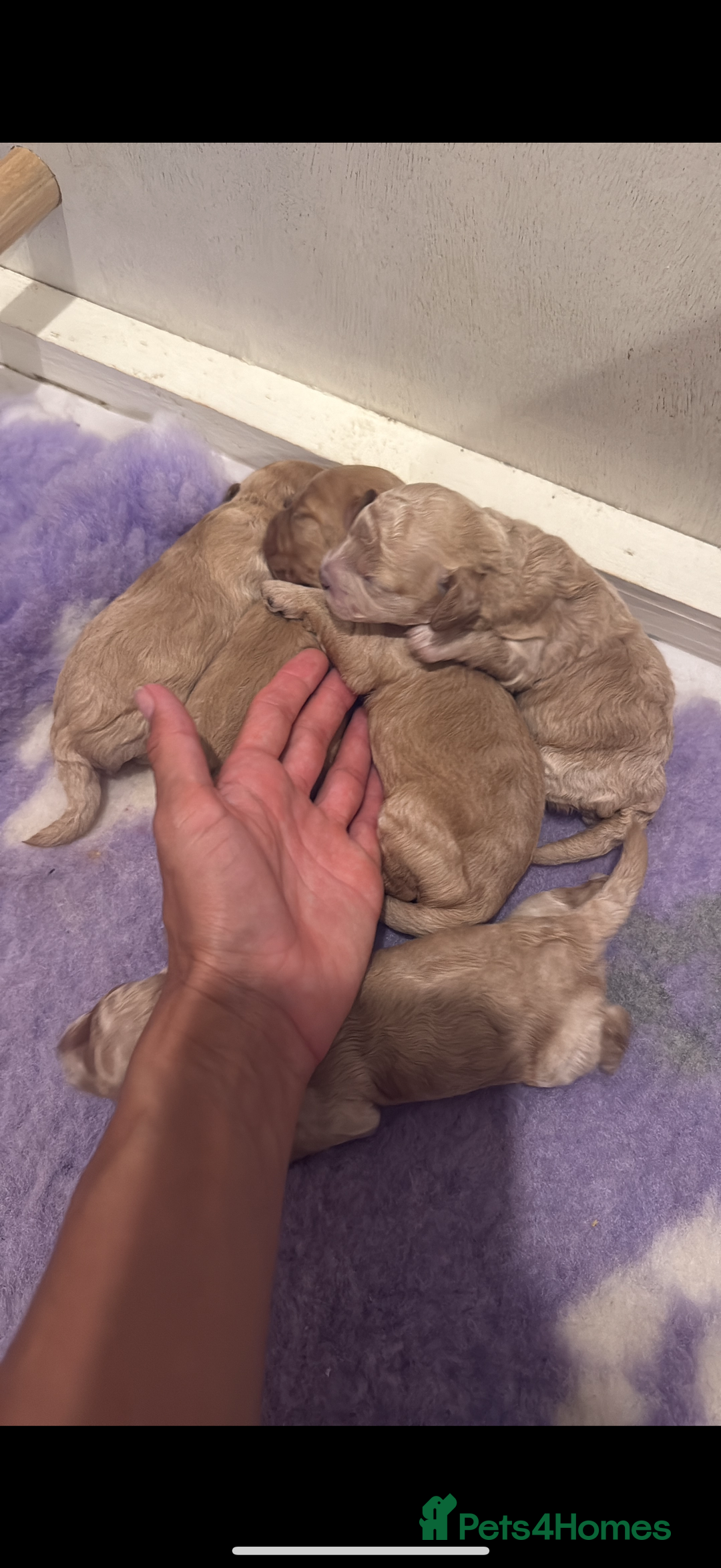 Cavapoo dogs for sale: Extensively Health Tested Apricot Cavapoo pups - Image 8
