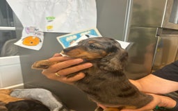 Cocker Spaniel dogs for sale: Cute show type very rare colours dna health tested - Image 14