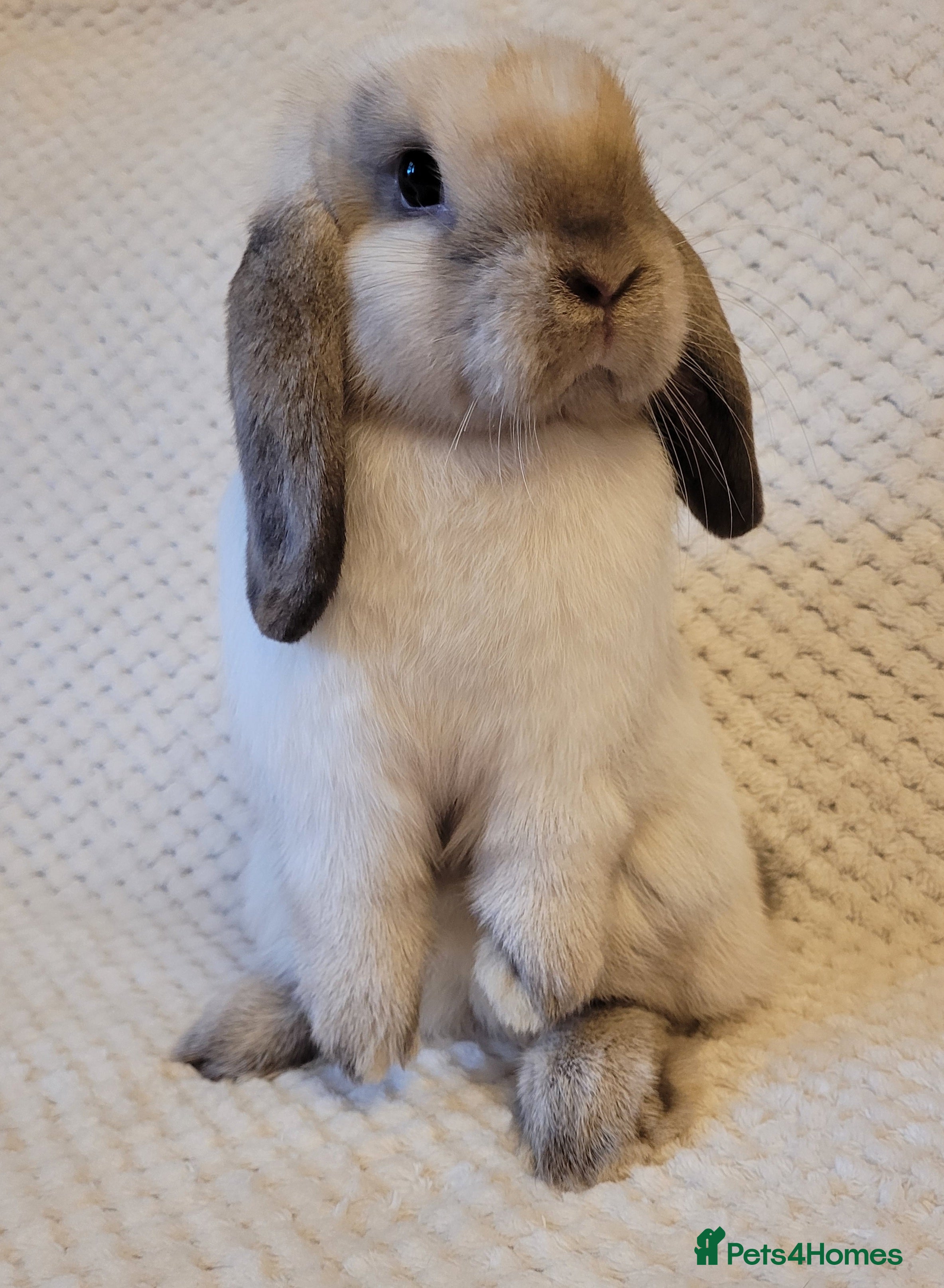 Mini Lop rabbits Beautiful mini lop bunnies & Adult available  - Advert 10