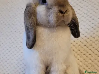 Mini Lop rabbits Beautiful mini lop bunnies & Adult available - Advert 4