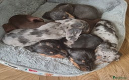 Dachshund dogs for sale: Beautiful minature daschunds  - Image 4