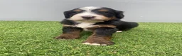 Bernedoodle dogs for sale: Beautiful Tri colour bernedoodle puppies  - Advert 28