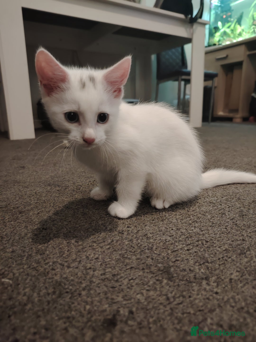 Mixed Breed cats for sale: 3 kittens for sale  - Image 7