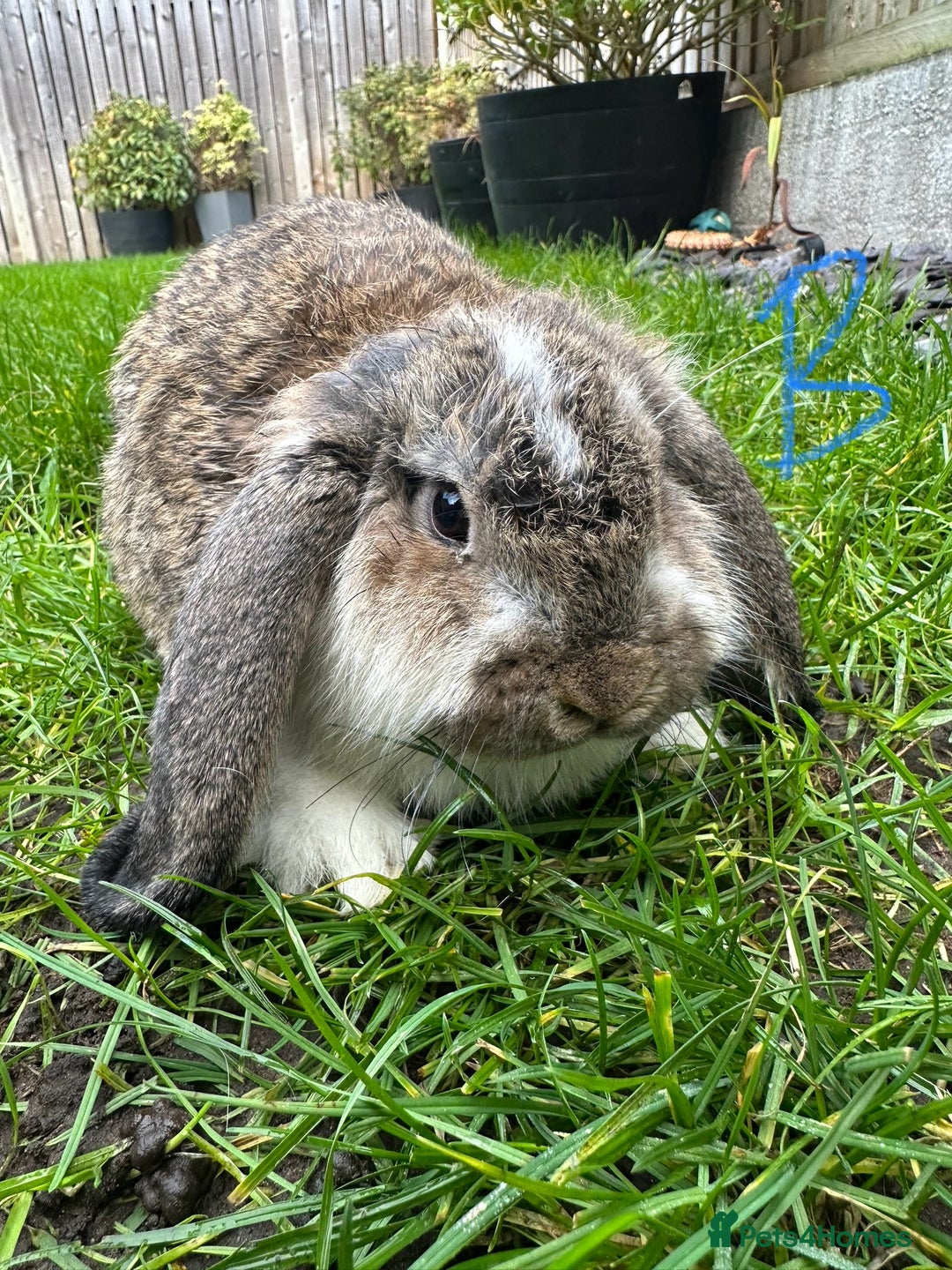 Mini Lop rabbits for sale: Mini Lop Rabbits For Sale  - Advert 20