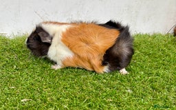 Guinea Pig rodents for sale: Super calm, friendly Guinea pig females  - Image 6